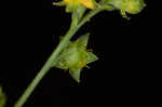 Beaked agrimony